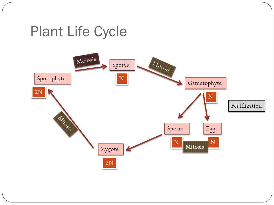 Plant Life Cycle Sporophyte Spores Gametophyte Egg Sperm Fertilization Zygote N N N N N N 2N N N Mitosis Meiosis