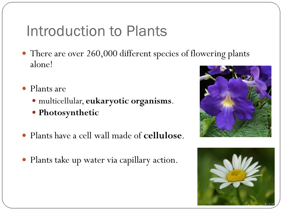 Introduction to Plants There are over 260,000 different species of flowering plants alone.