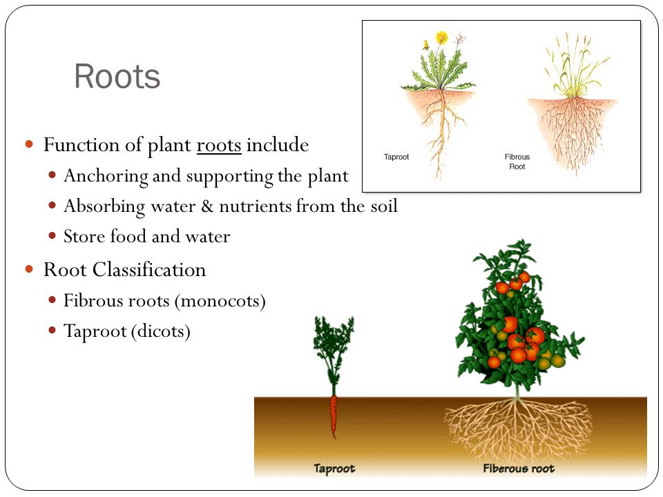 Roots Function of plant roots include Anchoring and supporting the plant Absorbing water & nutrients from the soil Store food and water Root Classification Fibrous roots (monocots) Taproot (dicots)