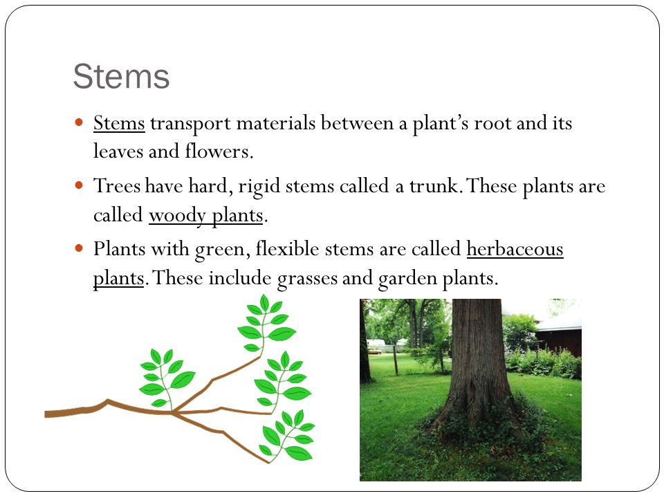 Stems Stems transport materials between a plant’s root and its leaves and flowers.