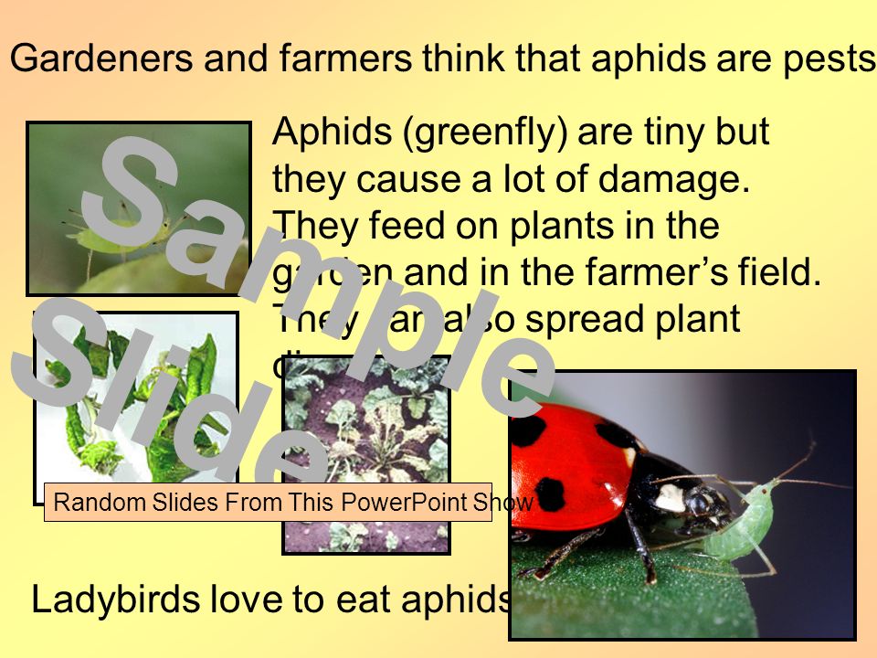 Gardeners and farmers think that aphids are pests too.