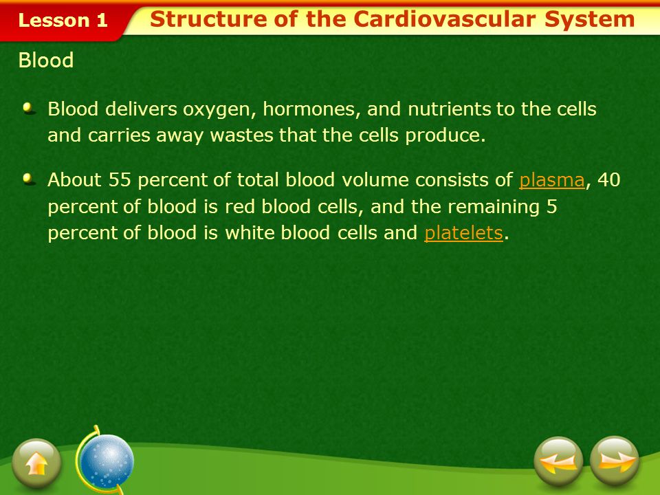 Lesson 1 Pulmonary Circulation Structure of the Cardiovascular System Click image to view animation.