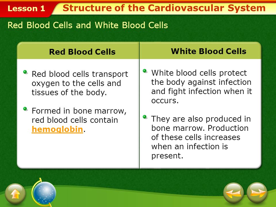 Lesson 1 Blood Blood delivers oxygen, hormones, and nutrients to the cells and carries away wastes that the cells produce.