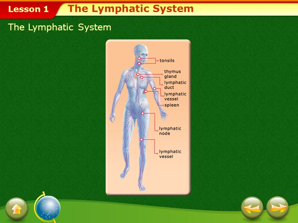 Lesson 1 Functions of the Lymphatic System The lymphatic system helps fight infection and plays an important role in the body’s immunity to disease.