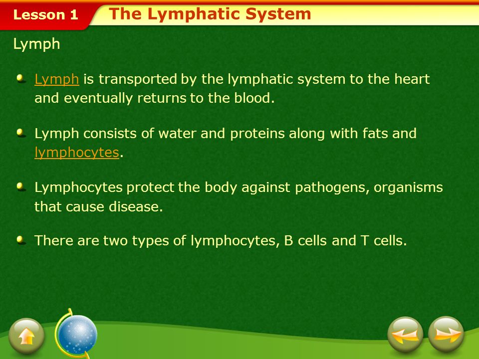 Lesson 1 The Lymphatic System