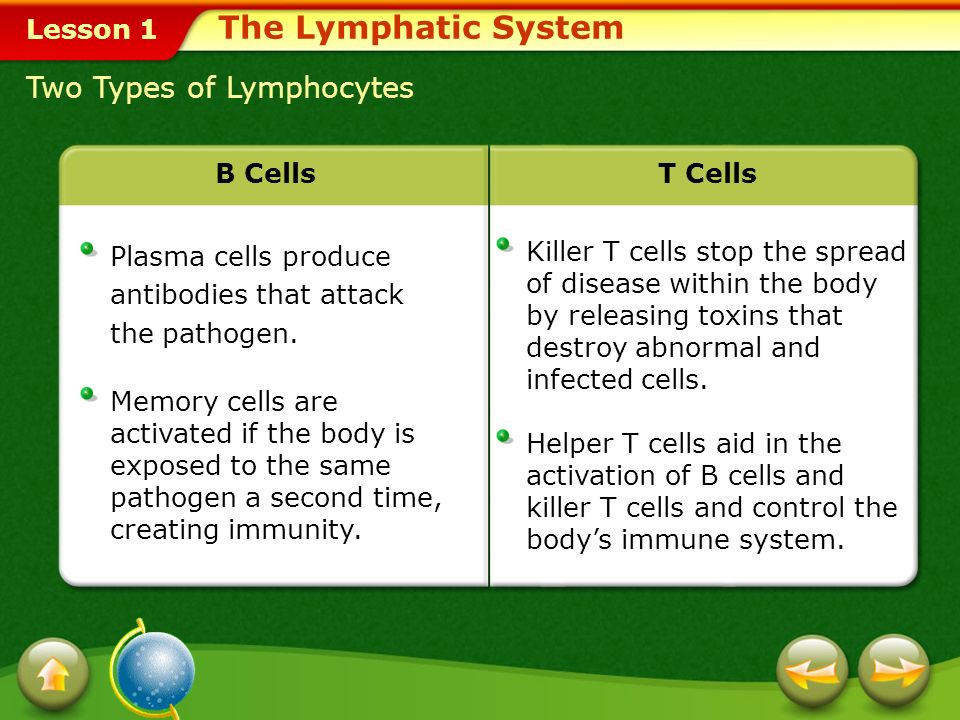 Lesson 1 Lymphocytes There are two types of lymphocytes, B cells and T cells.