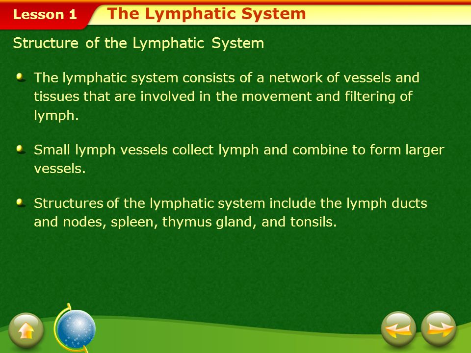 Lesson 1 Two Types of Lymphocytes The Lymphatic System Plasma cells produce antibodies that attack the pathogen.