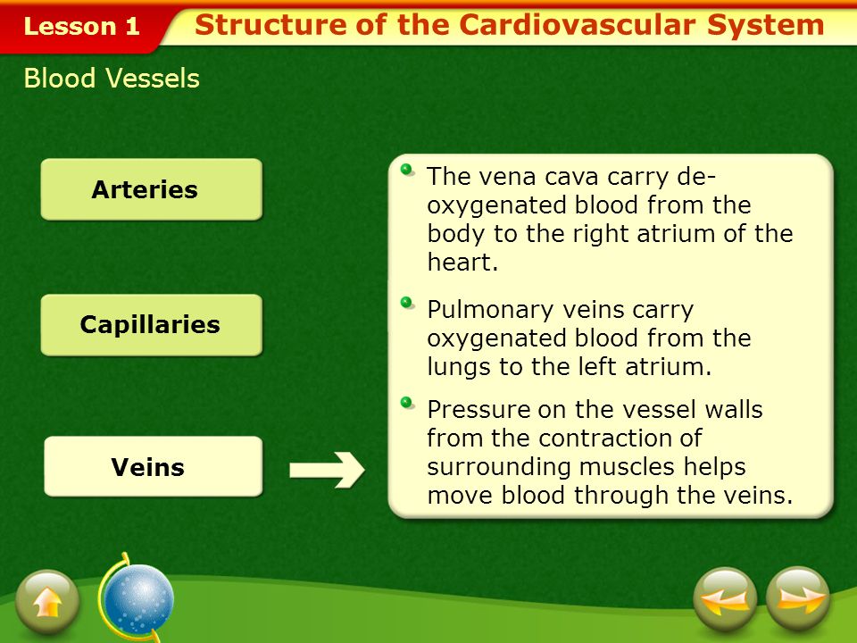 Lesson 1 Blood Vessels Structure of the Cardiovascular System Arteries Capillaries form an extensive network throughout tissues and organs in the body.