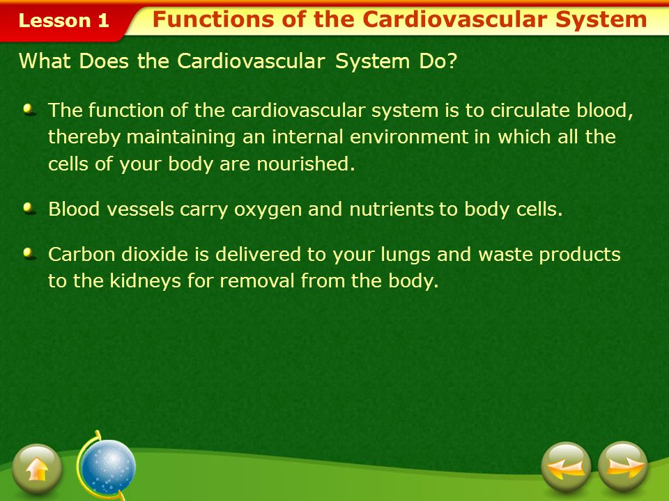 Lesson 1 Lesson Objectives Identify the functions and structures of the cardiovascular system.