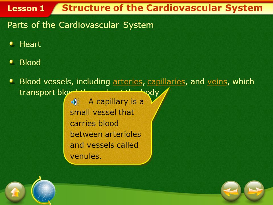 Lesson 1 Heart Blood Blood vessels, including arteries, capillaries, and veins, which transport blood throughout the bodyarteriescapillariesveins Parts of the Cardiovascular System An artery is a blood vessel that carries blood away from the heart.
