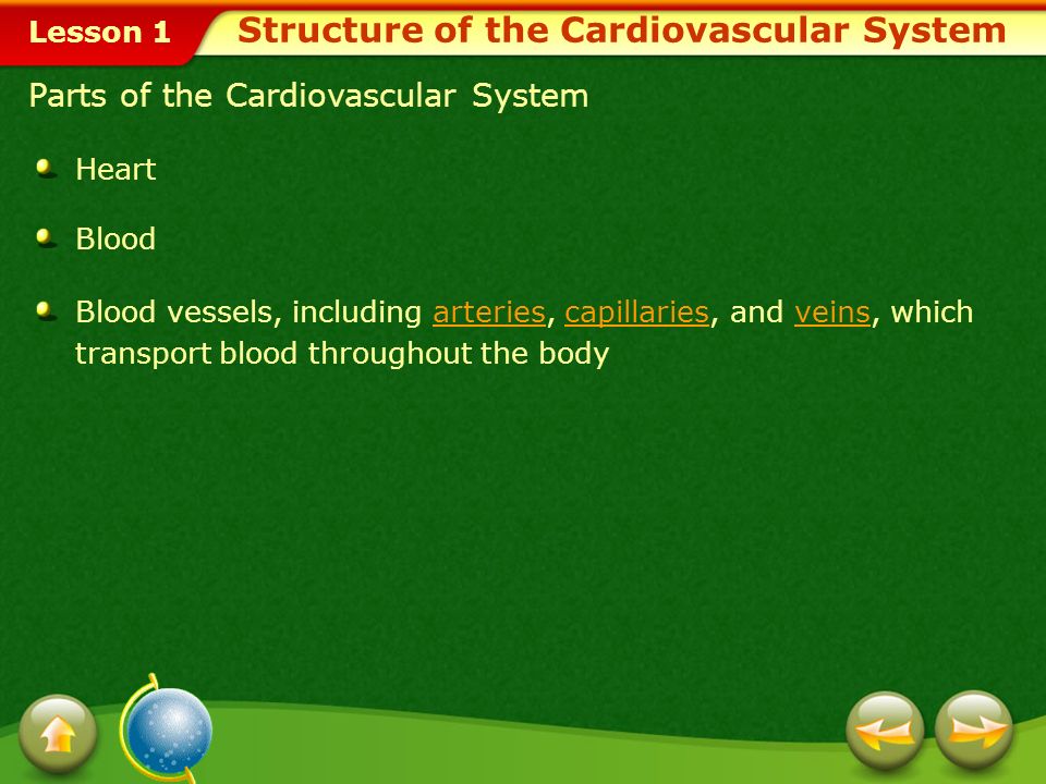 Lesson 1 What Does the Cardiovascular System Do.