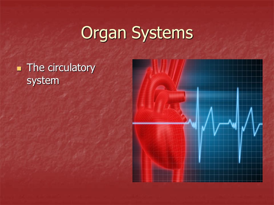 Organ Systems The circulatory system The circulatory system
