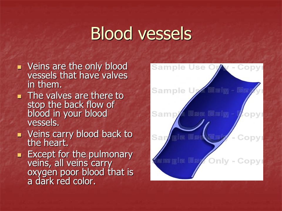 Blood vessels Veins are the only blood vessels that have valves in them.