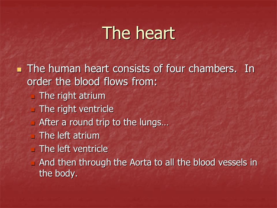 The heart The human heart consists of four chambers.