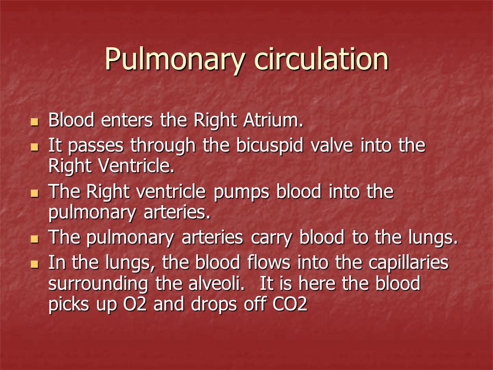 Pulmonary circulation Blood enters the Right Atrium.