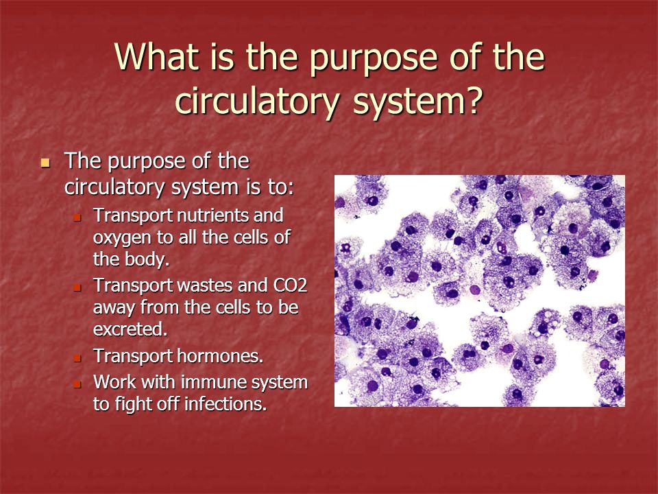 What is the purpose of the circulatory system.