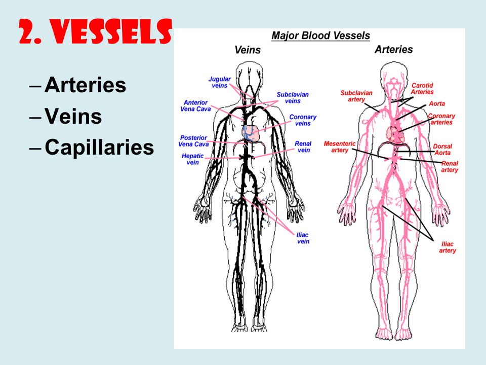 2. Vessels –Arteries –Veins –Capillaries