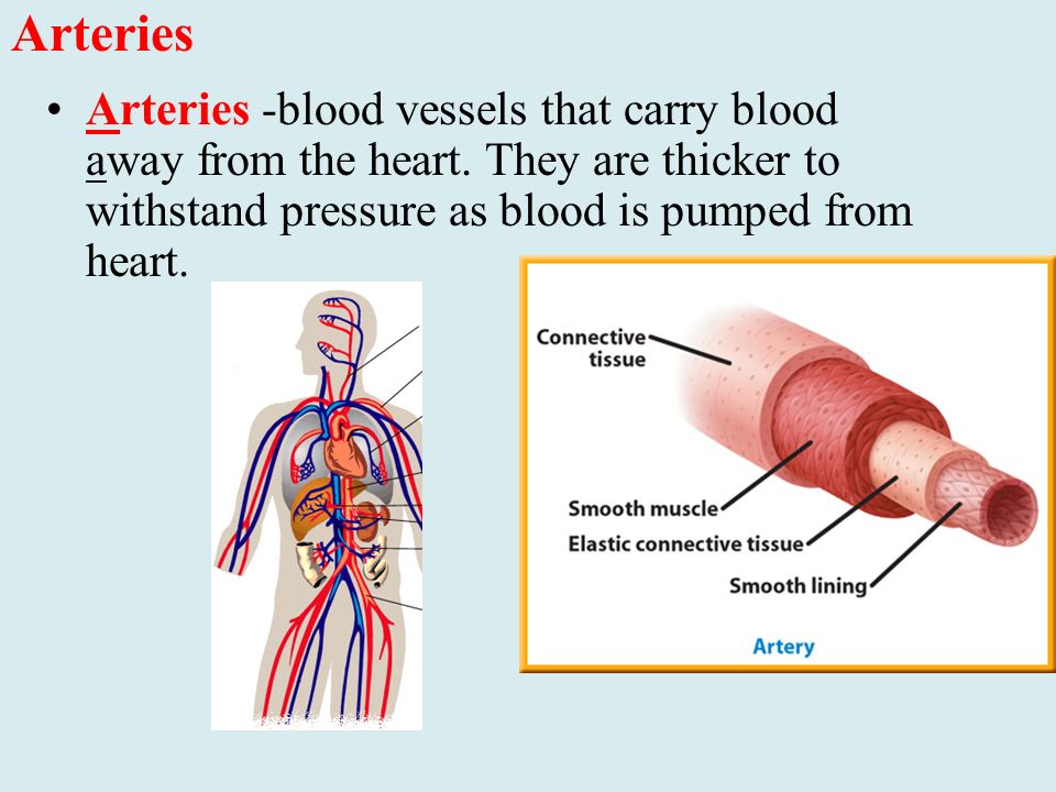 Arteries -blood vessels that carry blood away from the heart.