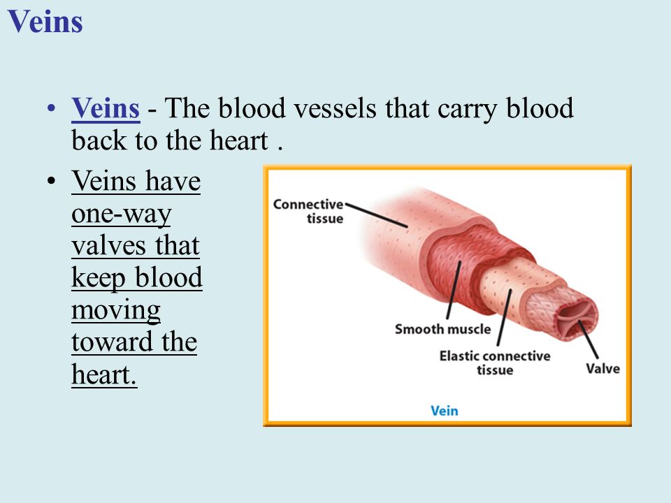 Veins - The blood vessels that carry blood back to the heart.