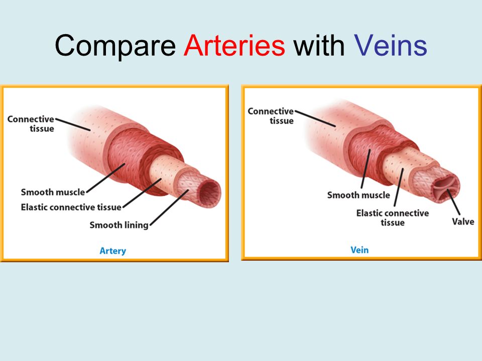 Compare Arteries with Veins