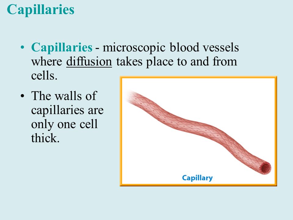 Capillaries - microscopic blood vessels where diffusion takes place to and from cells.