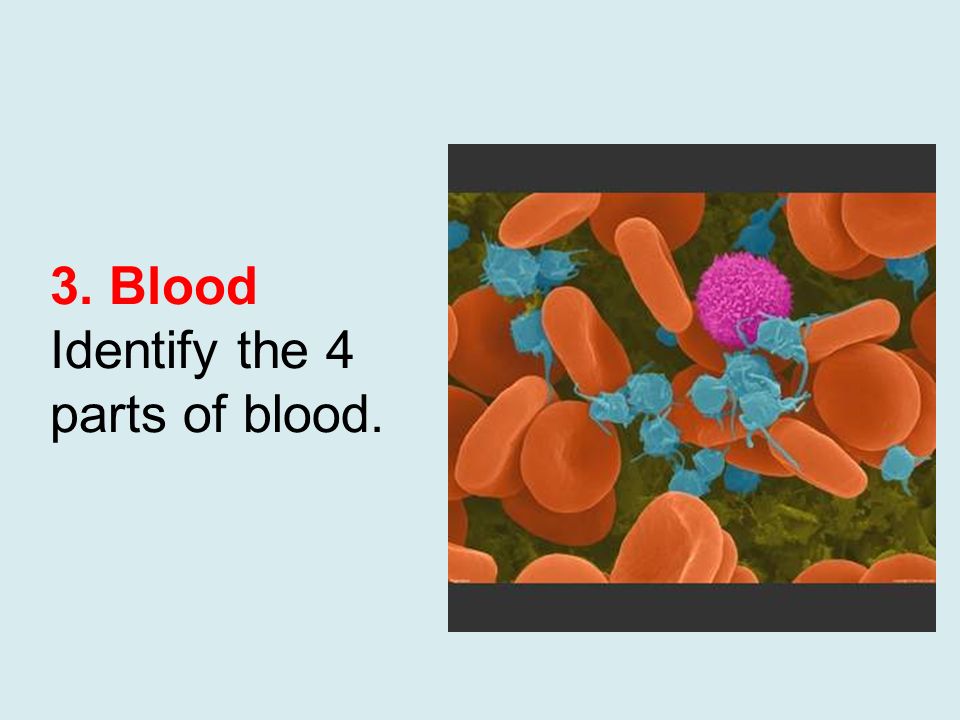 3. Blood Identify the 4 parts of blood.