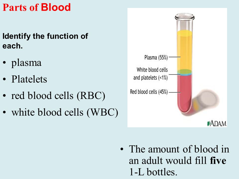 Parts of Blood plasma Platelets red blood cells (RBC) white blood cells (WBC) The amount of blood in an adult would fill five 1-L bottles.