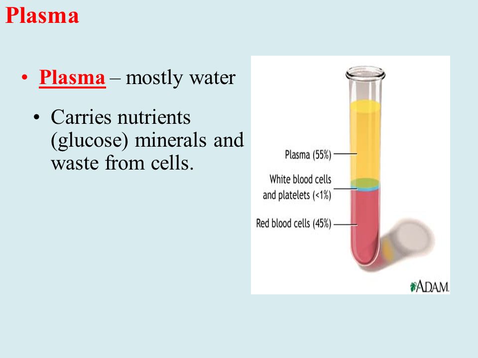 Plasma Carries nutrients (glucose) minerals and waste from cells. Plasma – mostly water