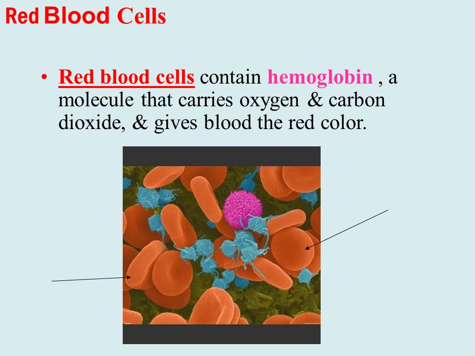 Red Blood Cells Red blood cells contain hemoglobin, a molecule that carries oxygen & carbon dioxide, & gives blood the red color.