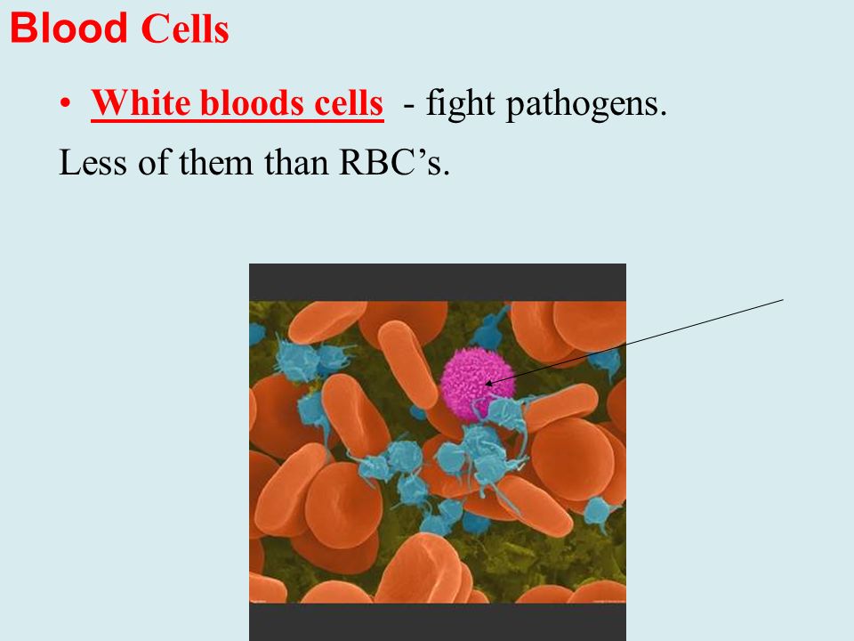 Blood Cells White bloods cells - fight pathogens. Less of them than RBC’s.
