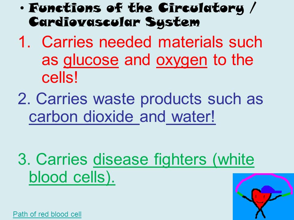 Functions of the Circulatory / Cardiovascular System 1.Carries needed materials such as glucose and oxygen to the cells.