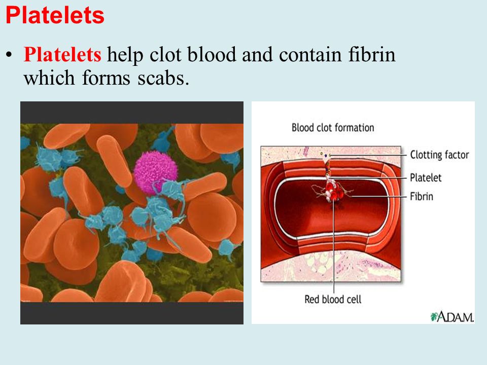Platelets Platelets help clot blood and contain fibrin which forms scabs.