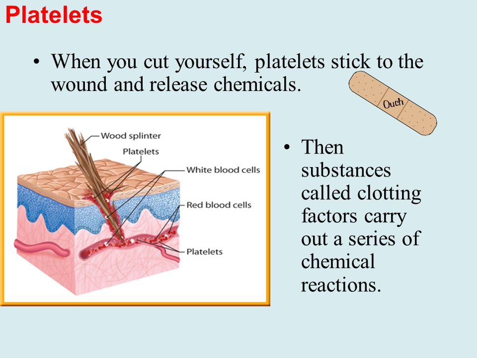 Platelets When you cut yourself, platelets stick to the wound and release chemicals.