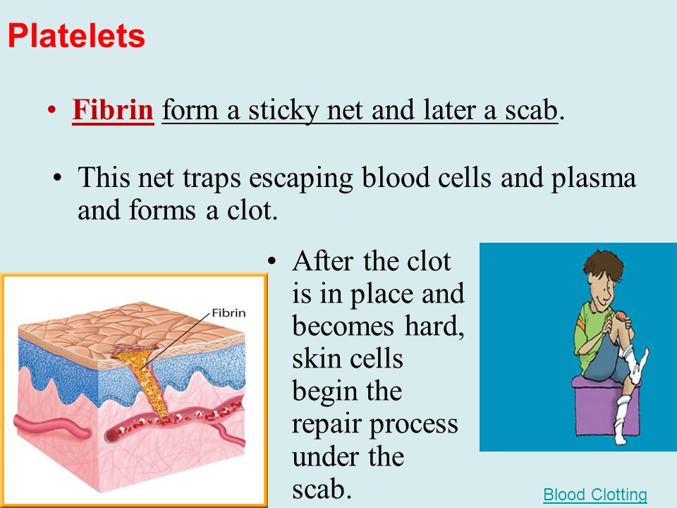 Platelets After the clot is in place and becomes hard, skin cells begin the repair process under the scab.