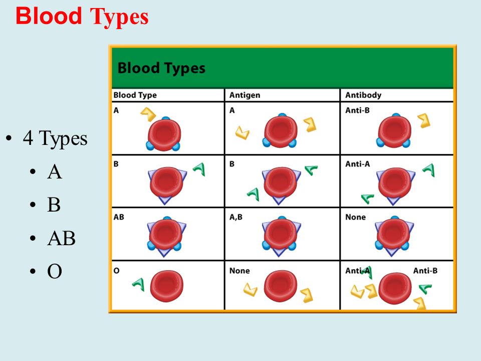 Blood Types 4 Types A B AB O