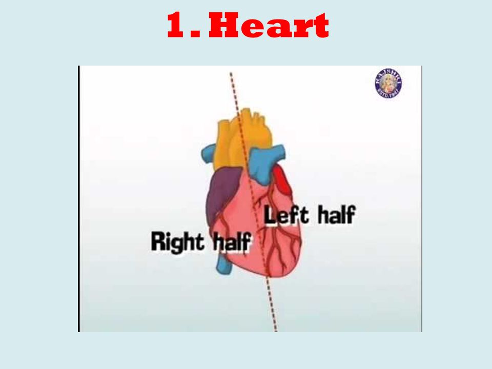 1.Heart