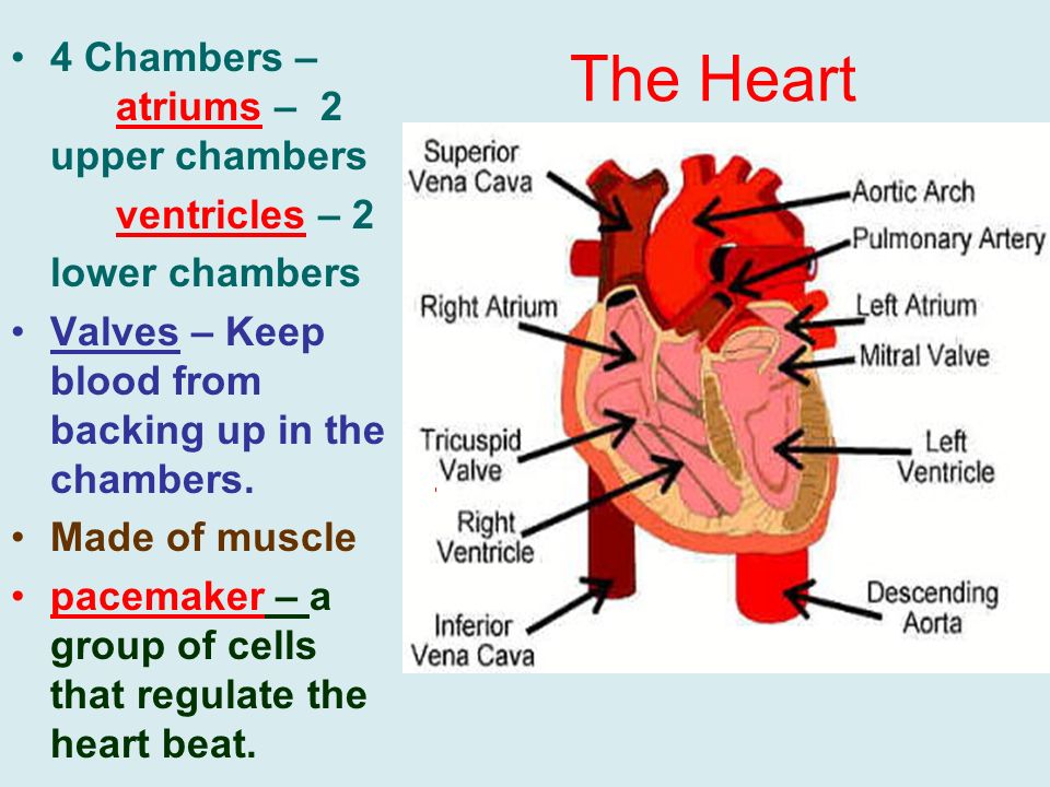The Heart 4 Chambers – atriums – 2 upper chambers ventricles – 2 lower chambers Valves – Keep blood from backing up in the chambers.