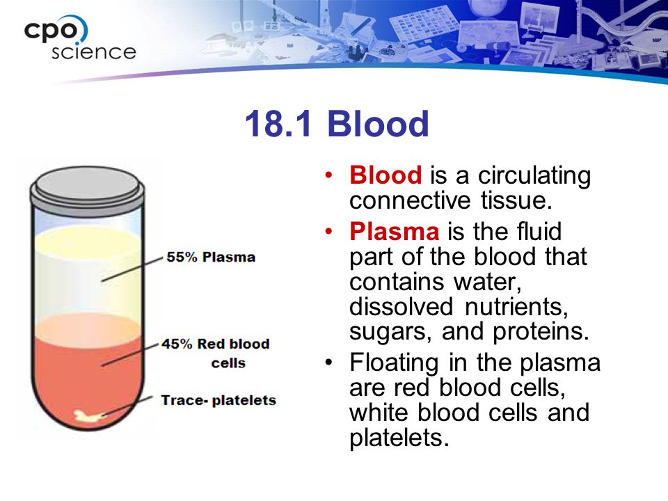 18.1 Blood Blood is a circulating connective tissue.