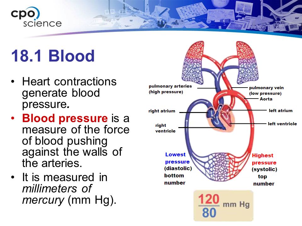 18.1 Blood Heart contractions generate blood pressure.