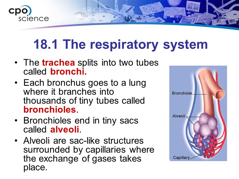 18.1 The respiratory system The trachea splits into two tubes called bronchi.