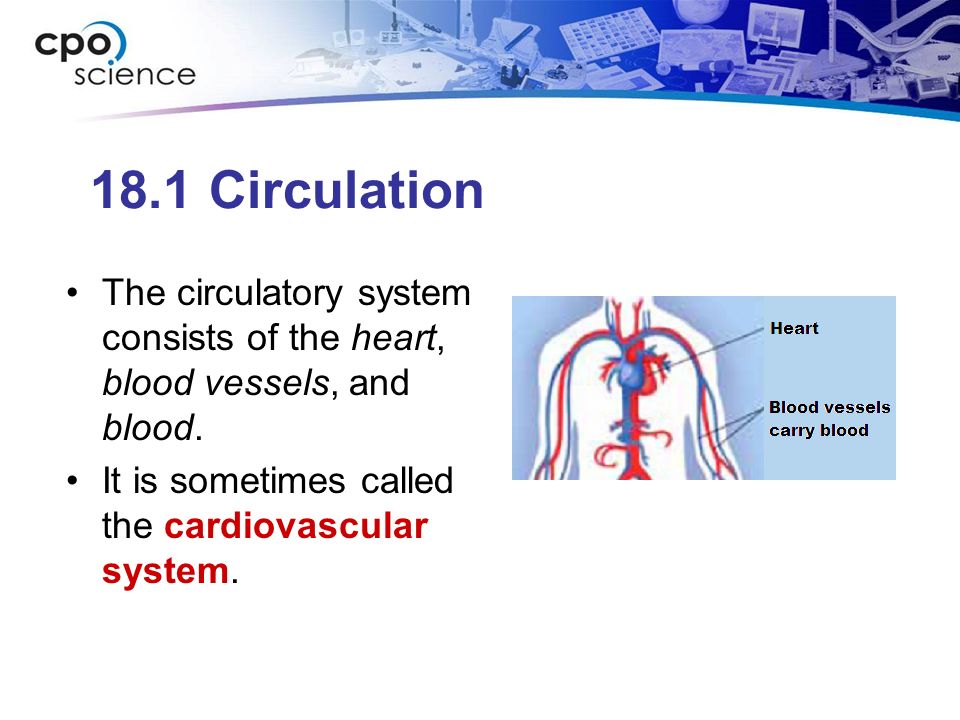 18.1 Circulation The circulatory system consists of the heart, blood vessels, and blood.