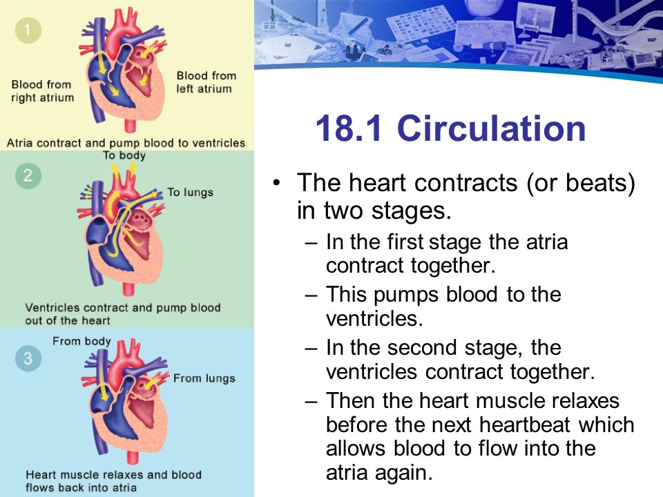 18.1 Circulation The heart contracts (or beats) in two stages.