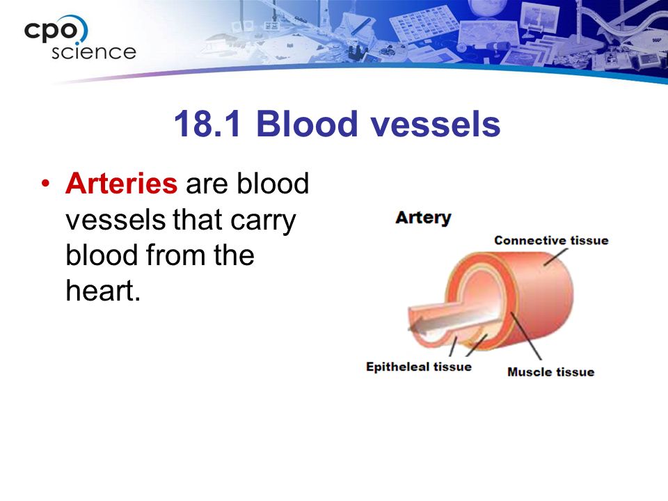 18.1 Blood vessels Arteries are blood vessels that carry blood from the heart.