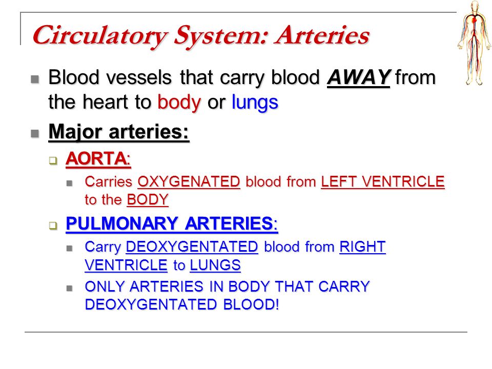 Circulatory System: Arteries Blood vessels that carry blood AWAY from the heart to body or lungs Blood vessels that carry blood AWAY from the heart to body or lungs Major arteries: Major arteries:  AORTA: Carries OXYGENATED blood from LEFT VENTRICLE to the BODY Carries OXYGENATED blood from LEFT VENTRICLE to the BODY  PULMONARY ARTERIES: Carry DEOXYGENTATED blood from RIGHT VENTRICLE to LUNGS Carry DEOXYGENTATED blood from RIGHT VENTRICLE to LUNGS ONLY ARTERIES IN BODY THAT CARRY DEOXYGENTATED BLOOD.
