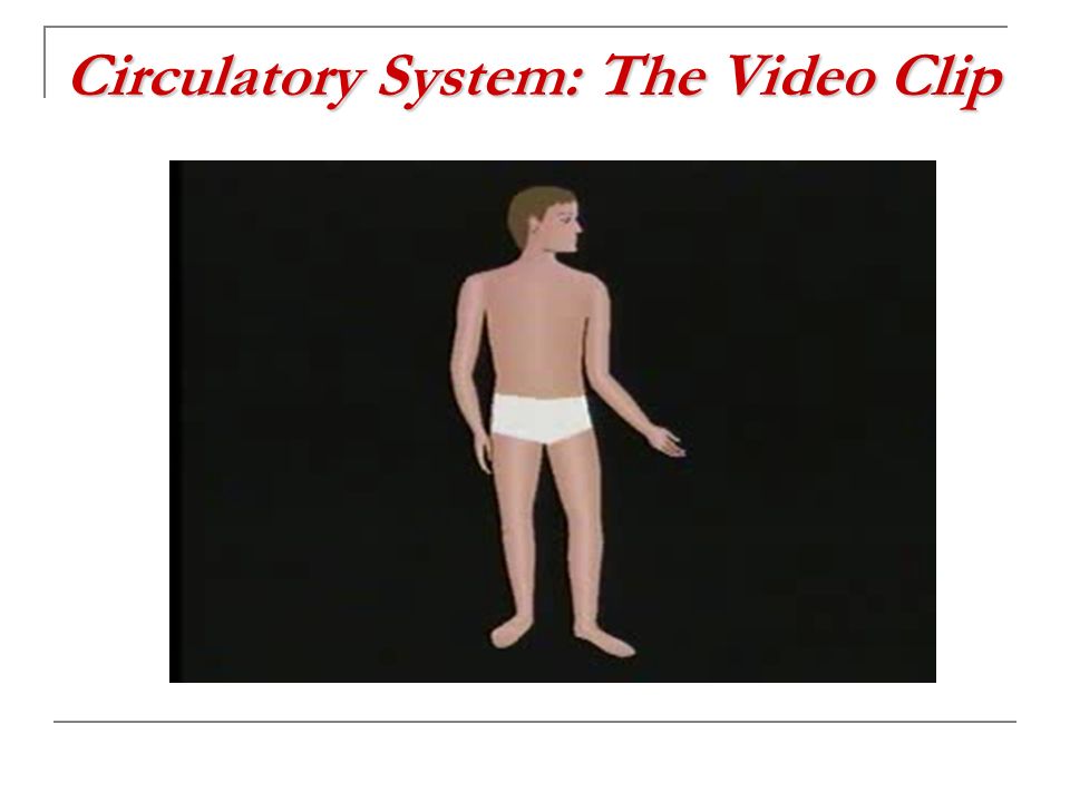 Circulatory System: The Video Clip