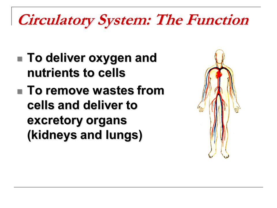 Circulatory System: The Function To deliver oxygen and nutrients to cells To deliver oxygen and nutrients to cells To remove wastes from cells and deliver to excretory organs (kidneys and lungs) To remove wastes from cells and deliver to excretory organs (kidneys and lungs)