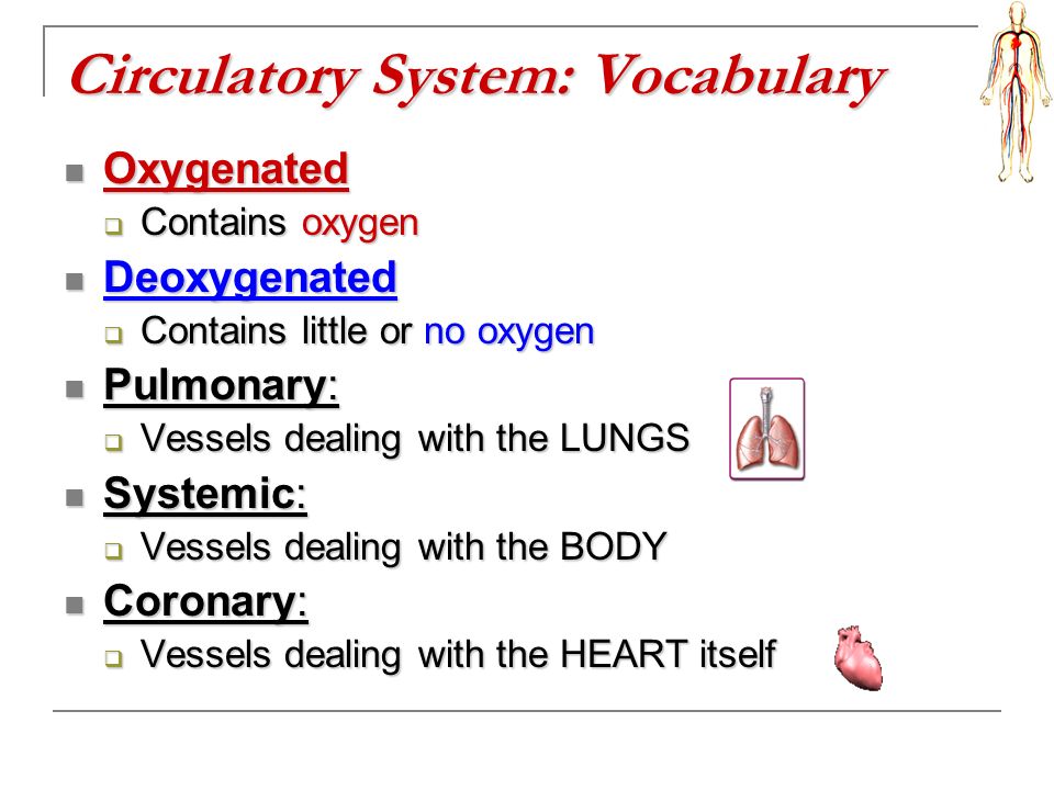 Circulatory System: Vocabulary Oxygenated Oxygenated  Contains oxygen Deoxygenated Deoxygenated  Contains little or no oxygen Pulmonary: Pulmonary:  Vessels dealing with the LUNGS Systemic: Systemic:  Vessels dealing with the BODY Coronary: Coronary:  Vessels dealing with the HEART itself