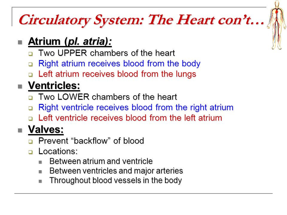 Circulatory System: The Heart con’t… Atrium (pl. atria): Atrium (pl.