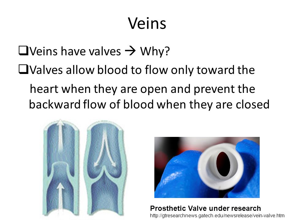 Veins  Veins have valves  Why.