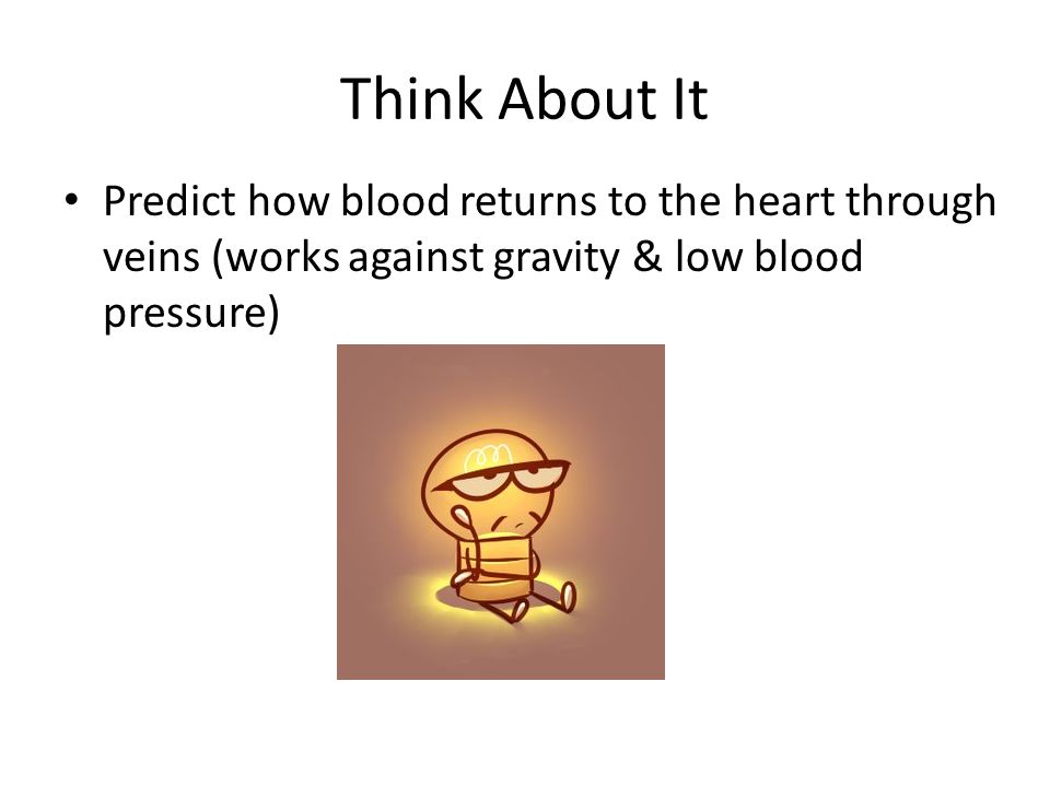 Think About It Predict how blood returns to the heart through veins (works against gravity & low blood pressure)
